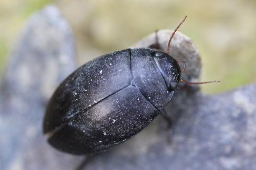 Agabus bipustulatus